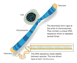 Illustration for article titled People who age prematurely could soon benefit from rejuvenation therapies